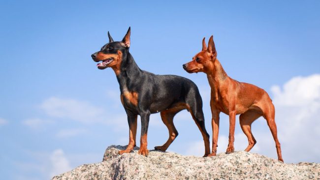 Los perros criados correctamente de esta raza se llevan bien con diferentes animales y, además, simplemente adoran a los compañeros de cuatro patas. Por lo tanto, no tengas miedo de traer otro hogar a tu apartamento, tu perro estará encantado con esto