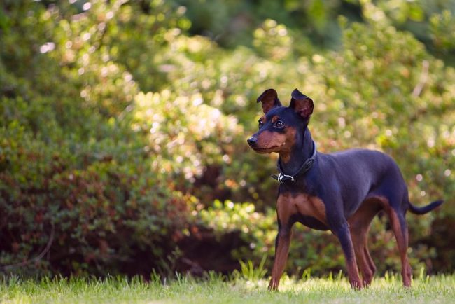 Los pinscher enanos estaban destinados a cazar animales pequeños y a exterminar ratas. Los pinscher modernos tampoco son inferiores en su agilidad y movilidad, y pueden hacerte compañía fácilmente en una cacería de aficionados o en una caminata larga