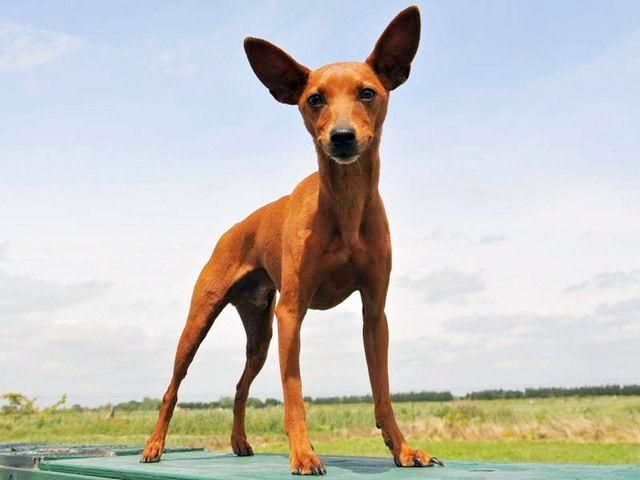 Para evitar la timidez por parte del cachorro, debes educarlo en las primeras etapas de la vida. La raza se caracteriza por una cantidad excesiva de ladridos. Pero este problema también debe eliminarse en la primera infancia simplemente hablando con tu mascota