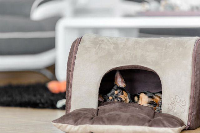 El pinscher enano no requiere mucho espacio, tendrá suficiente casa compacta para dormir
