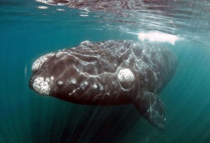 Ballena lisa del sur