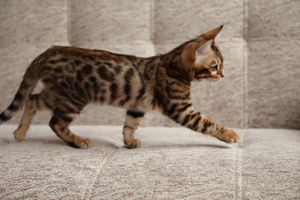Apodos para gatos y gatos de Bengala