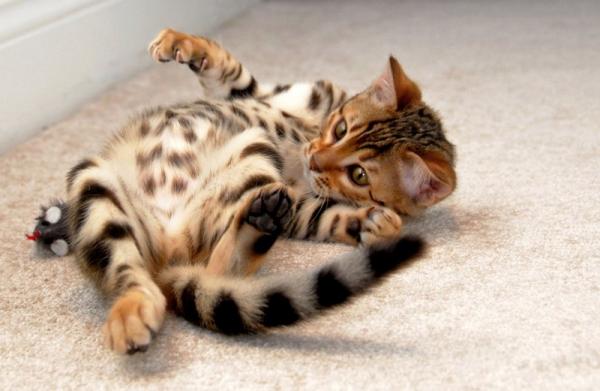 Apodos para gatos y gatos de Bengala