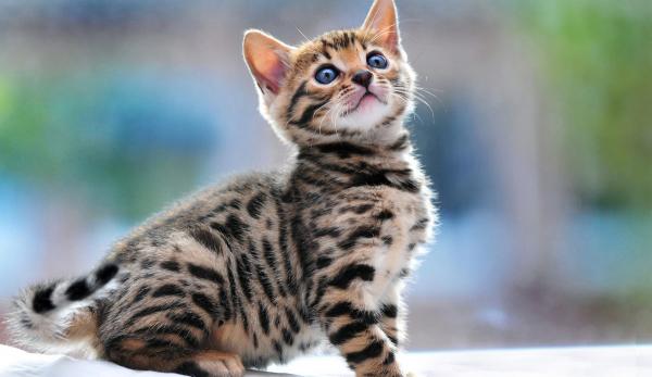Apodos para gatos y gatos de Bengala