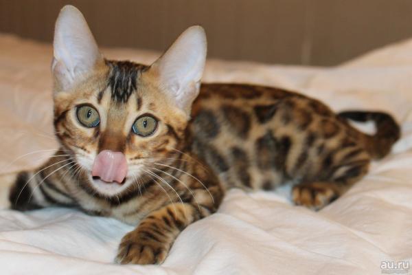 Apodos para gatos y gatos de Bengala