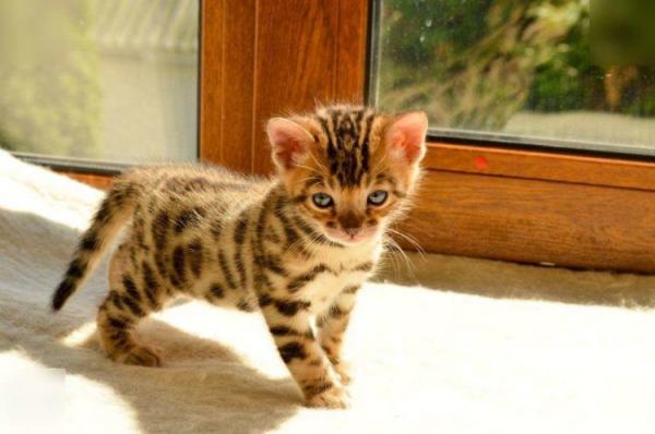 Apodos para gatos y gatos de Bengala