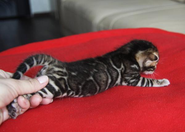 Apodos para gatos y gatos de Bengala