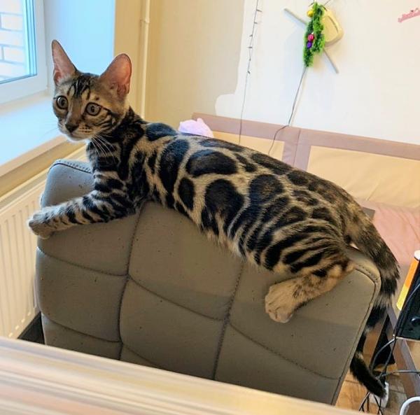 Apodos para gatos y gatos de Bengala