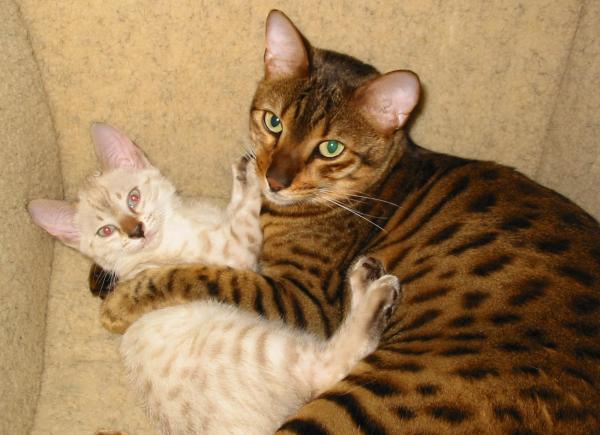 Apodos para gatos y gatos de Bengala