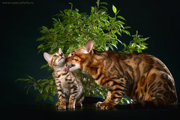 Apodos para gatos y gatos de Bengala