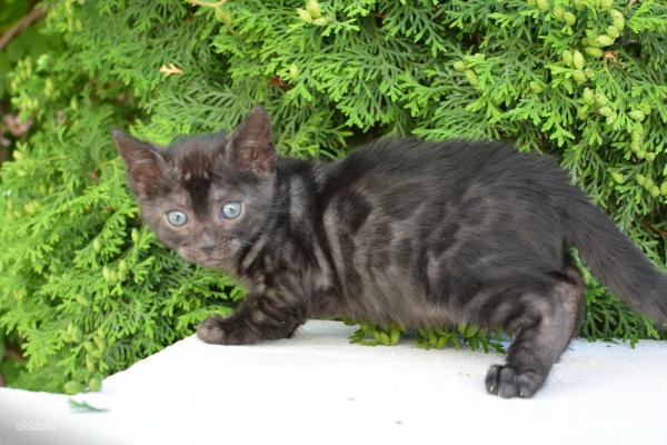 Apodos para gatos y gatos de Bengala
