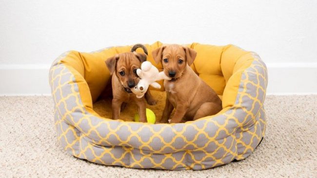 No elijas los apodos de los perros de los niños por adelantado, hasta que hayas elegido un animal y lo hayas traído a casa. Es posible que tu perro no sea un Watch, sino un Bagel