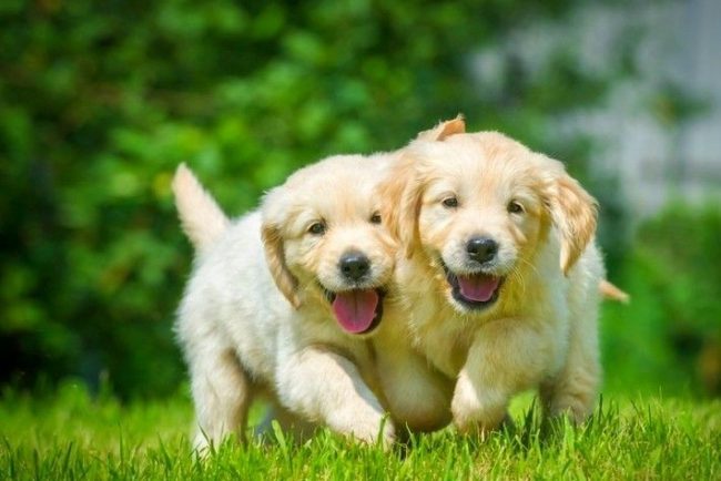 En muchos sentidos, el carácter futuro del perro depende del apodo que hayas elegido. Después de todo, sabes cómo nombrar el barco ...
