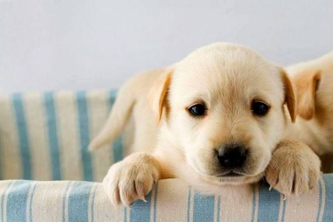 Es difícil resistirse a no llamar a un bebé tan lindo como un nombre de mascota. Pero desde el punto de vista de la educación, esto no está bien. Un perro debe escuchar su nombre completo desde la infancia