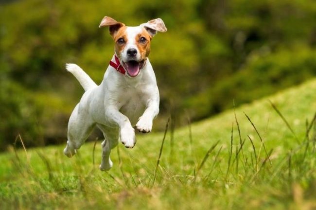Al elegir apodos para perros para niños, debe recordar que cada uno de ellos tiene su propio significado
