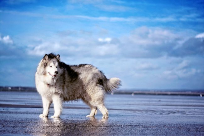 Chic Alaskan Malamute debe llevar un apodo