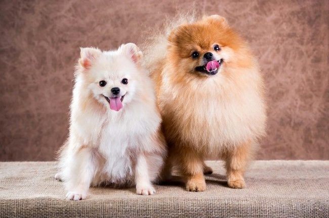 ¿Cómo llamarías a estos bebés peludos?
