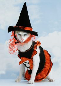 Un gato disfrazado de bruja para Halloween