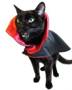 gato drácula