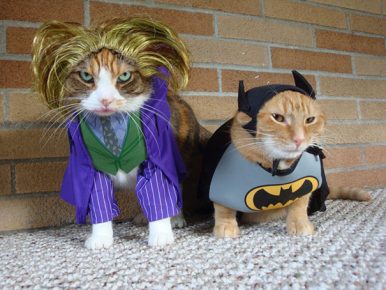 los gatos son superhéroes