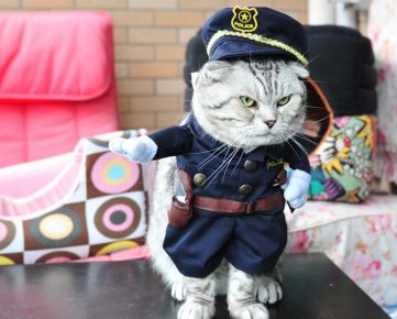 gato en uniforme de policía