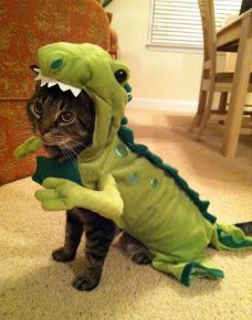 gato dragón