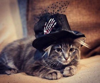 gato en un sombrero negro