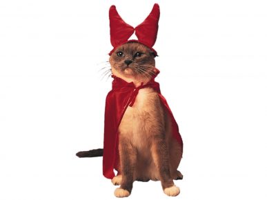 gato con cuernos rojos en el manto