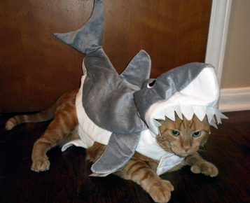 gato disfrazado de tiburón