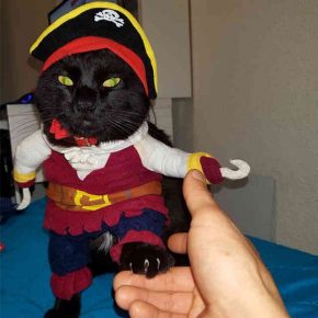 pirata gato