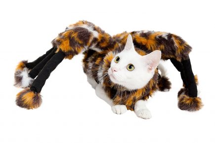 disfraz de araña para gato