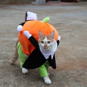 un gato disfrazado de calabaza