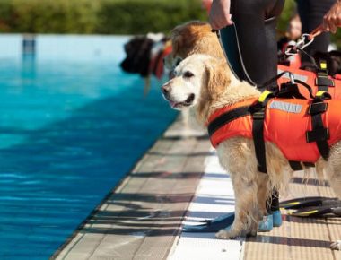 Los perros están de guardia