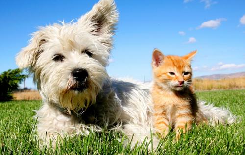 �Quién es más y más limpio, gato o perro?