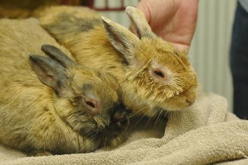 Mixomatosis en conejos: síntomas, prevención y el tratamiento