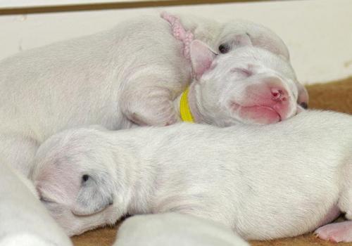 Calostro en animales
