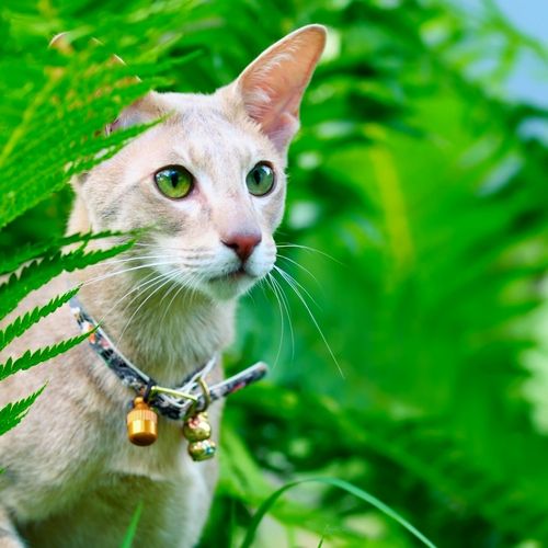 Un gato oriental no es el único representante de la familia de los gatos, que está apegado a una persona casi como un perro. Y muy triste, no recibe suficiente atención