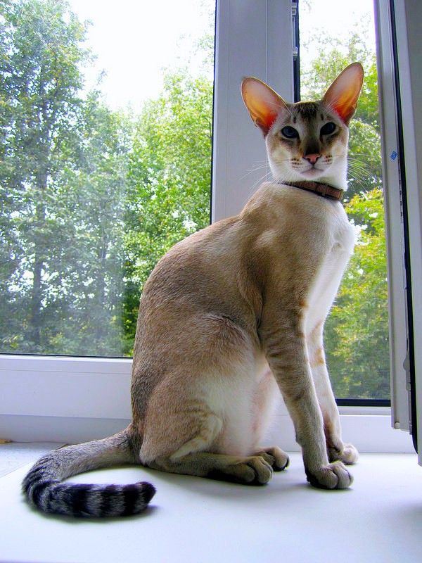 Las garras largas son una característica distintiva de los gatos orientales. Incluso las puntas de las garras no pueden hacer frente a ellas. Necesitas comprar un cortador de garras y cortarlas periódicamente. Haz esto en la ventana o con buena luz, corta solo la parte ligera para no dañar las garras