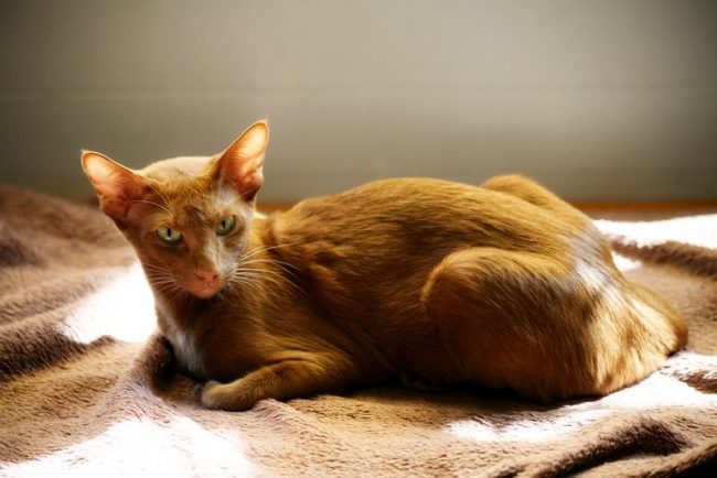 El color es la base de la raza. Por lo tanto, los gatos y los gatos solo pueden tejerse con una raza y un color