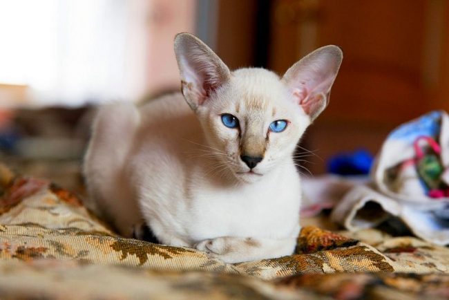 El gato oriental fue criado de la raza siamesa, de aquí y algunas similitudes