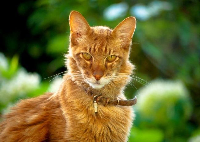 El gato oriental también es de pelo largo