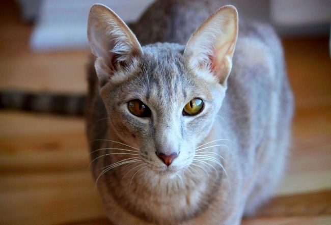 Un gato oriental es muy inteligente. Si mereces su respeto y amor, nunca sentirás la traición de un gato
