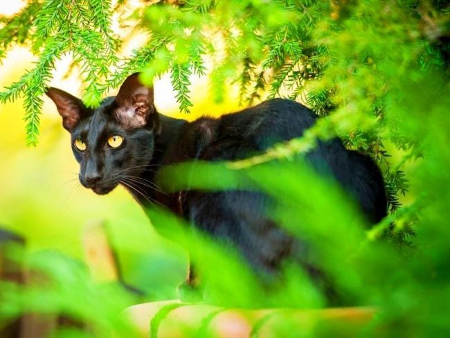 El gato oriental tiene habilidades telepáticas y captura fácilmente el dolor, el deseo y el estado de ánimo del dueño