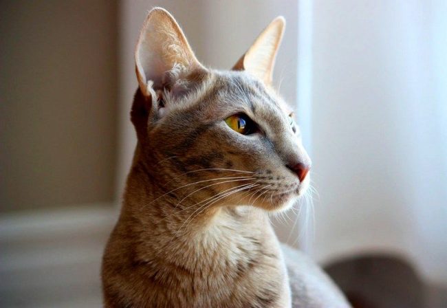 El gato oriental, como todos los gatos, está seguro de que el mundo está creado para ellos y, por lo tanto, maullarán, tratando de llamar la atención. Aunque su voz es bastante agradable y melódica, a diferencia de los gatos siameses