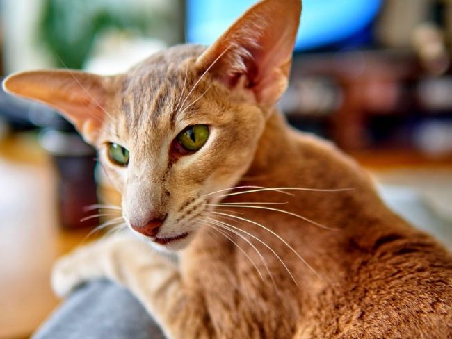 Un gato oriental no es una raza que caminará por sí solo, necesita un amigo y un compañero para los juegos. Por lo tanto, vale la pena para aquellos que tienen más tiempo libre, les encanta jugar y no en contra de la