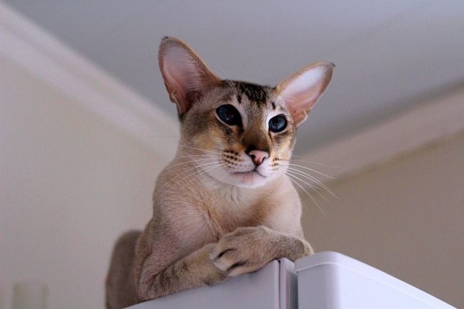 Debido a las peculiaridades de su pelo, los gatos orientales no necesitan ningún cuidado especial. Incluso una variedad de pelo largo es suficiente para peinarse una vez por semana, y los de pelo corto simplemente se limpian con un guante de goma o silicona
