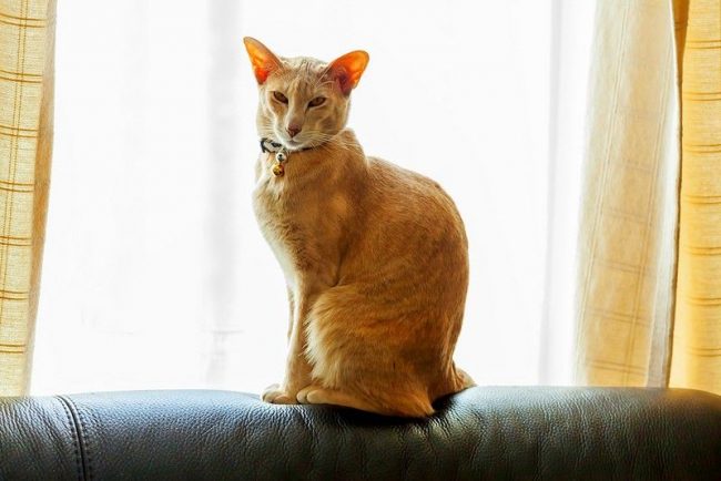 Un gato oriental puede ser entrenado en algunos trucos, por ejemplo, caminar con una correa o pasar la pelota. Sin embargo, no te hagas ilusiones, el gato realizará trucos si lo desea, y no por la fuerza
