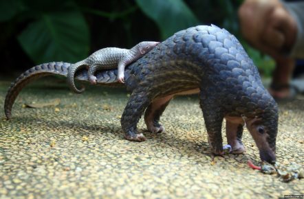 Pangolin con un cachorro