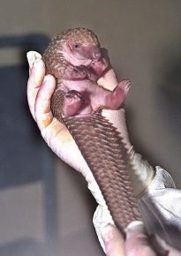 Pequeño pangolín