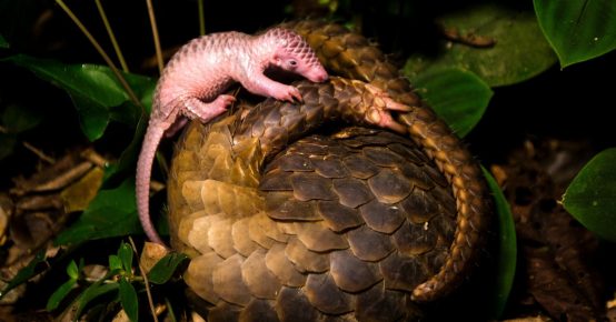 Pangolin y Cub